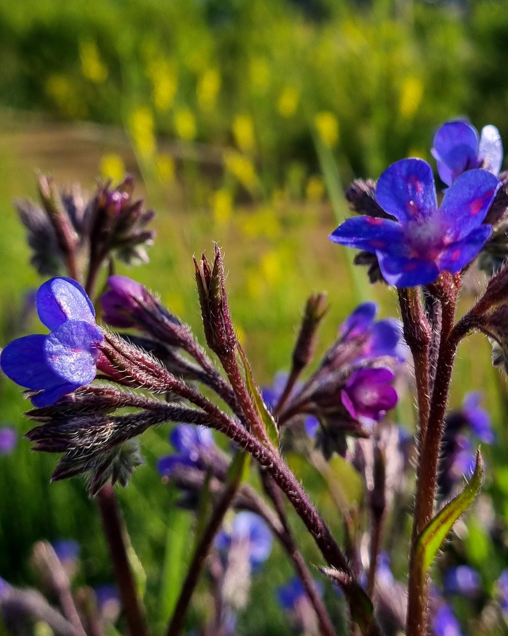 Blue wildflowers in bloom in a sunlit green field