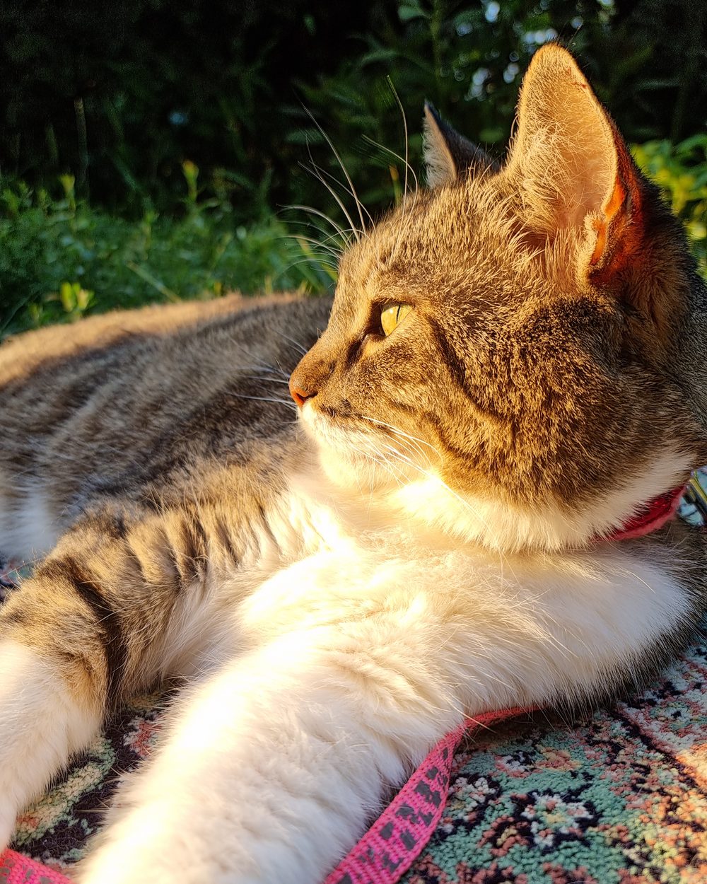 A tabby and white cat resting in golden evening light